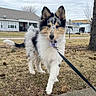 dog, puppy, leash, grass, sidewalk, outdoor, house, tree, cloudy_sky, curious, pet, canine, walking, fence, yard, residential, ears_up, fur, animal, nature