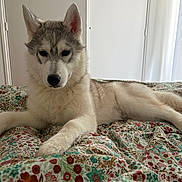 Sven participe au concours pour gagner de l'argent avec cette photo : dog, husky, puppy, bed, blanket, fluffy, indoor, resting, animal, pet, canine, cute, fur, lying_down, domestic, calm, white, gray, ears, nose
