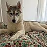 dog, husky, puppy, bed, blanket, fluffy, indoor, resting, animal, pet, canine, cute, fur, lying_down, domestic, calm, white, gray, ears, nose