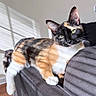 animal, calico, cat, couch, cozy, cute, domestic, feline, fur, green_eyes, home, indoor, pet, portrait, relaxing, resting, soft_light, sunlight, whiskers, window_blinds