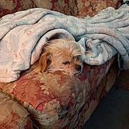 Remi Ray joined the competition — help win amazing prizes! dog, small_dog, blanket, couch, sofa, floral_pattern, upholstery, cozy, sleepy, resting, pet, fur, head, living_room, blanket_fold, throw_blanket, fabric, comfort, indoor, napping