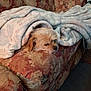 dog, small_dog, blanket, couch, sofa, floral_pattern, upholstery, cozy, sleepy, resting, pet, fur, head, living_room, blanket_fold, throw_blanket, fabric, comfort, indoor, napping