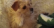Remi Ray is registered to the contest to win money with this photo: blanket, brown_eyes, cozy, cute, dog, fireplace, fluffy_blanket, fur, green_blanket, home, indoor, living_room, lying_down, pet, portrait, relaxed, small_dog, snuggling, soft_texture, terrier