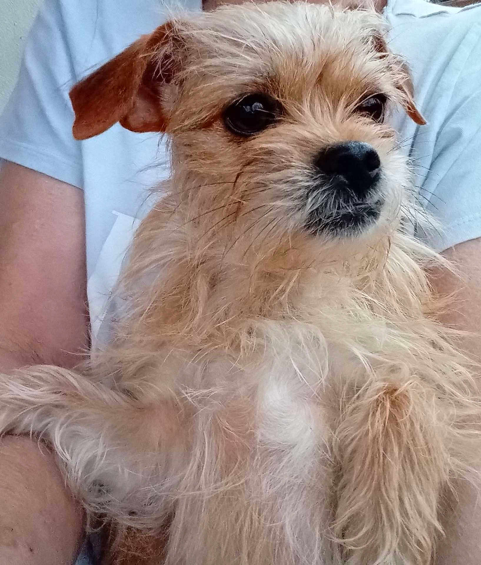 Remi Ray is registered to the contest to win money with this photo: dog, small_dog, terrier, scruffy_fur, fur, whiskers, black_nose, dark_eyes, close_up, portrait, being_held, human_arm, t_shirt, light_blue_shirt, indoor, pet, tan_fur, chest, ears, adorable