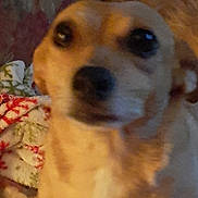 Maggie May is registered to the contest to win money with this photo: dog, pet, indoor, blanket, couch, small_dog, brown_fur, close_up, cozy, furniture, animal, companion, home, cute, looking_up, warm_lighting, domestic, portrait, canine, fur