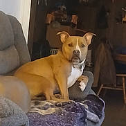 Pudge is registered to the contest to win money with this photo: dog, couch, blanket, indoor, pet, lounge, tan, white, furniture, cozy, living_room, relaxed, canine, animal, home, seated, looking, ears_up, domestic, companion