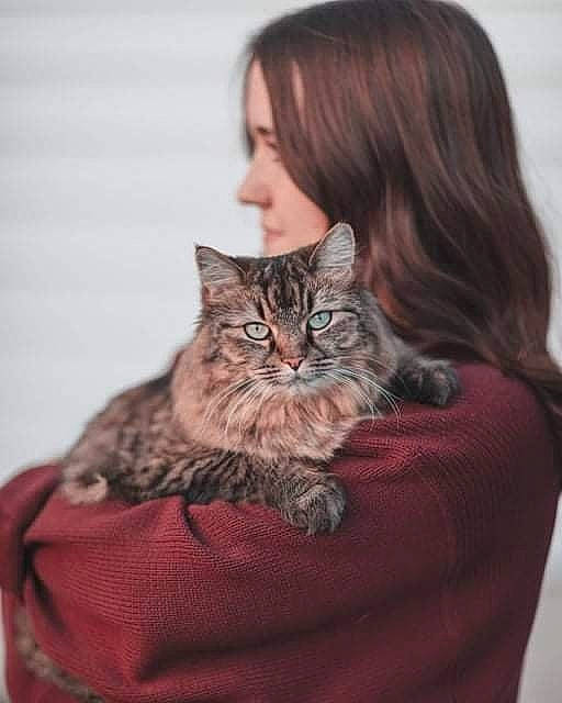 Penny is registered to the contest to win money with this photo: carnivore, cat, comfort, domestic_short_haired_cat, fashion_design, fawn, felidae, formal_wear, fur, grey, hair, lap, sitting, sleeve, small_to_medium_sized_cats, smile, terrestrial_animal, textile, whiskers, wood