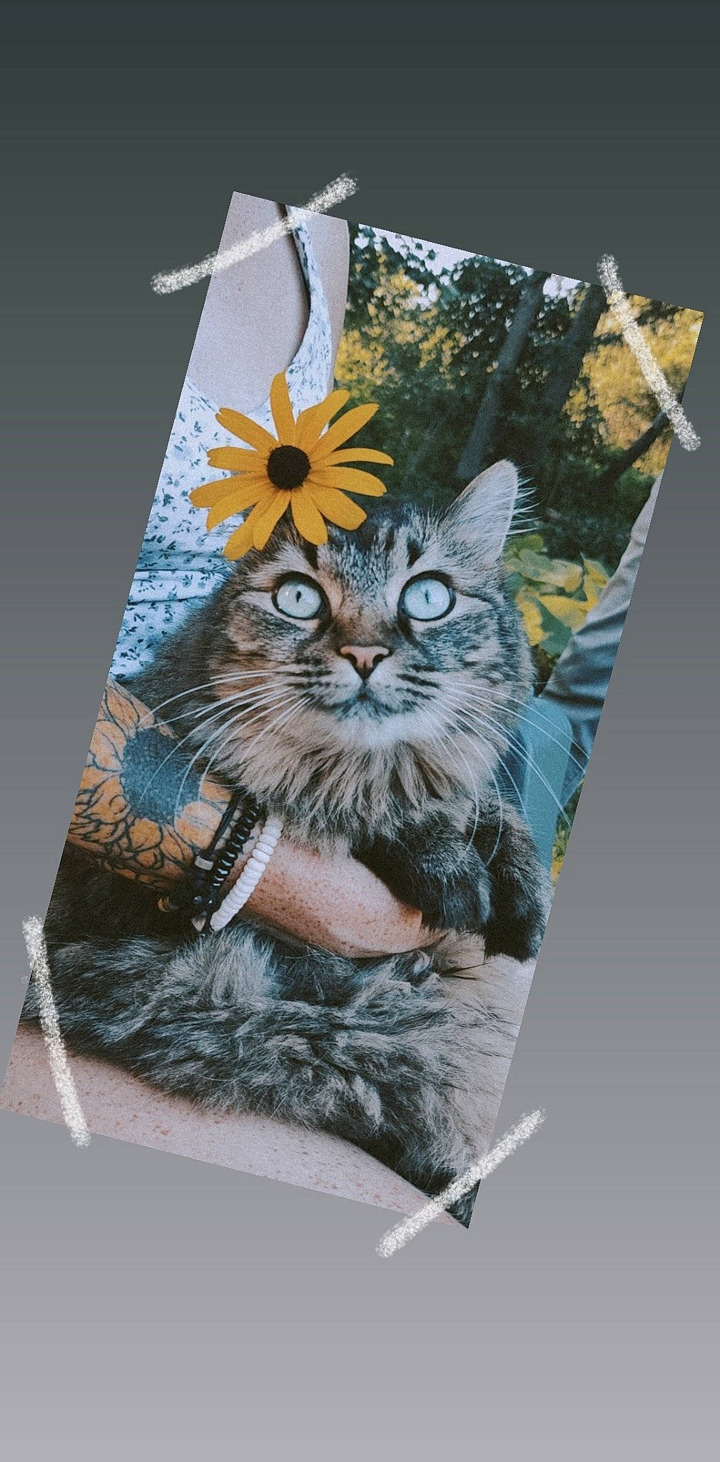 Penny joined the competition — help win amazing prizes! art, box, carnivore, cat, creative_arts, fawn, felidae, font, graphic_design, graphics, illustration, packaging_and_labeling, paper, paper_product, pattern, poster, rectangle, small_to_medium_sized_cats, whiskers, wildlife