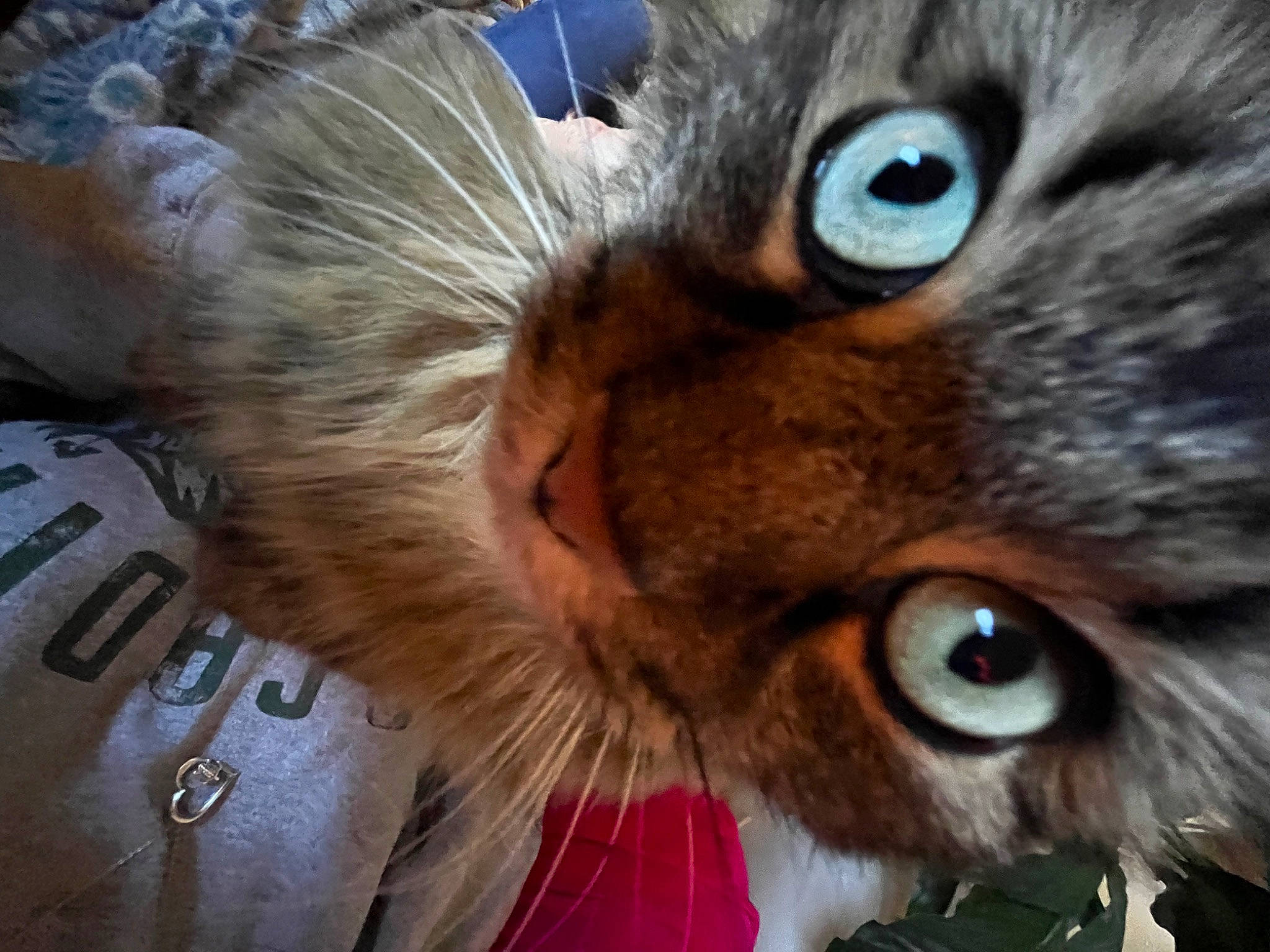 Penny joined the competition — help win amazing prizes! carnivore, cat, close_up, curious, domestic_short_haired_cat, ear, fawn, felidae, fur, iris, plant, small_to_medium_sized_cats, snout, whiskers, wildlife