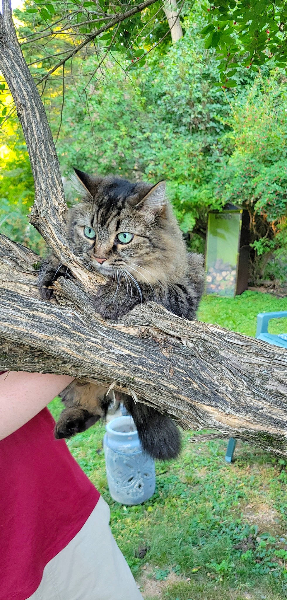 Penny joined the competition — help win amazing prizes! branch, carnivore, cat, domestic_short_haired_cat, felidae, fur, grass, green, groundcover, mammal, plant, small_to_medium_sized_cats, snout, tail, terrestrial_animal, tree, trunk, whiskers, wood, woody_plant