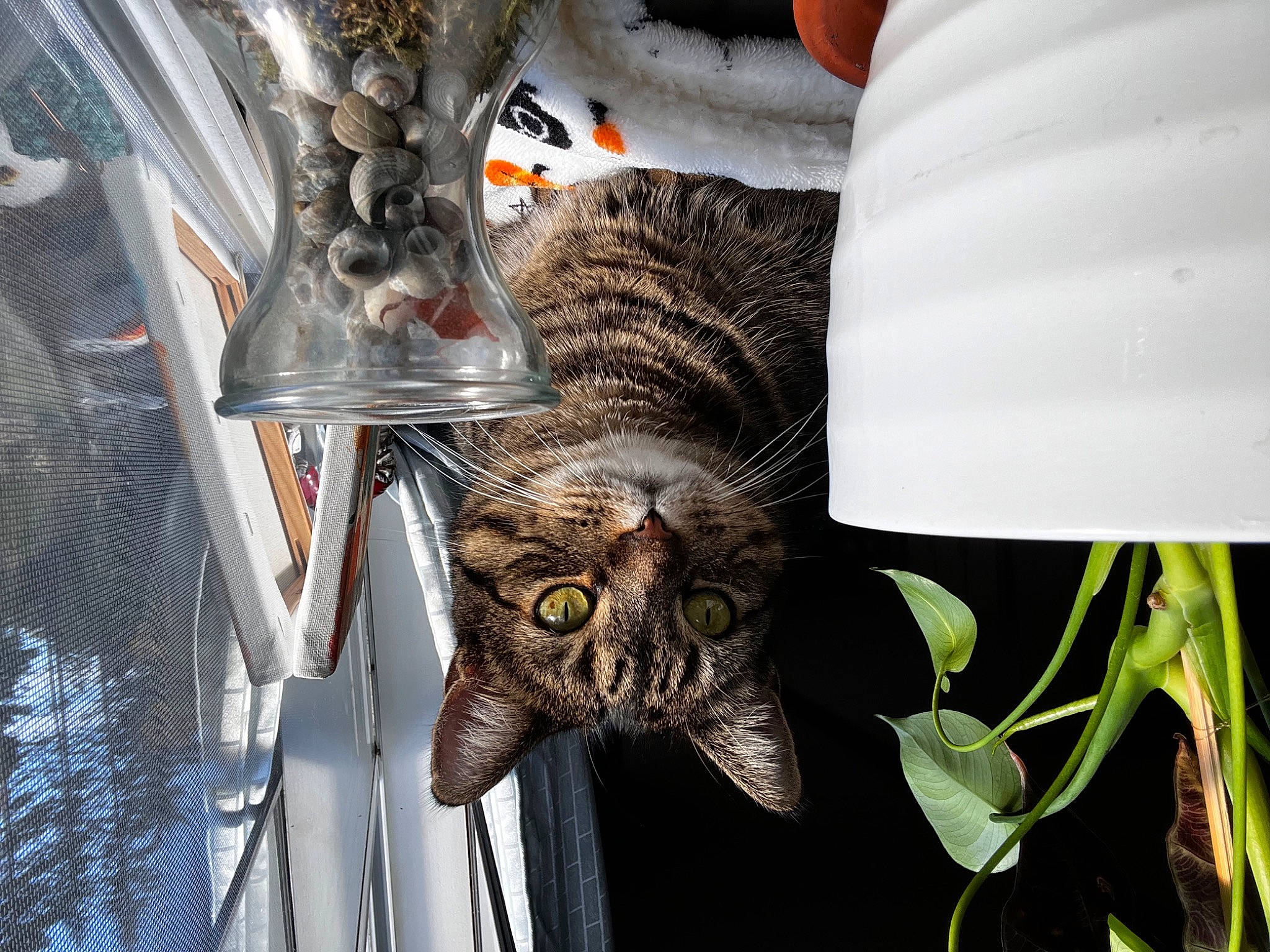 Jenny is registered to the contest to win money with this photo: carnivore, cat, claw, comfort, domestic_short_haired_cat, felidae, fur, houseplant, metal, natural_material, plant, small_to_medium_sized_cats, snout, tail, terrestrial_animal, terrestrial_plant, tree, whiskers, wildlife, wood