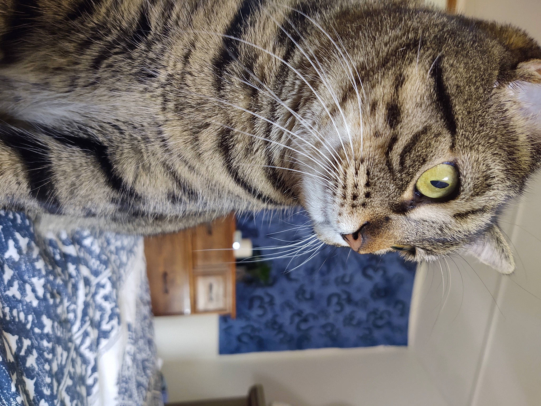 Jenny is registered to the contest to win money with this photo: carnivore, cat, domestic_short_haired_cat, door, eye, felidae, fur, head, small_to_medium_sized_cats, snout, tail, terrestrial_animal, tree, whiskers, wildlife, window, wood