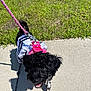 Koko Chanel joined the competition — help win amazing prizes! black_dog, canine, closeup, curly_fur, daylight, dog, grass, happy, harness, leash, outdoor, pet, pink_harness, puppy, shadow, sidewalk, sunny, tongue_out, walking, white_clothing