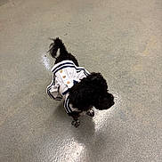 Koko Chanel is registered to the contest to win money with this photo: animal, black_dog, clothing, companion, curious, cute, dog, domestic_animal, dress, floor, fur, indoor, outfit, pet, puppy, sailor_outfit, small_dog, standing, tail, walking
