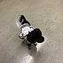 animal, black_dog, clothing, companion, curious, cute, dog, domestic_animal, dress, floor, fur, indoor, outfit, pet, puppy, sailor_outfit, small_dog, standing, tail, walking
