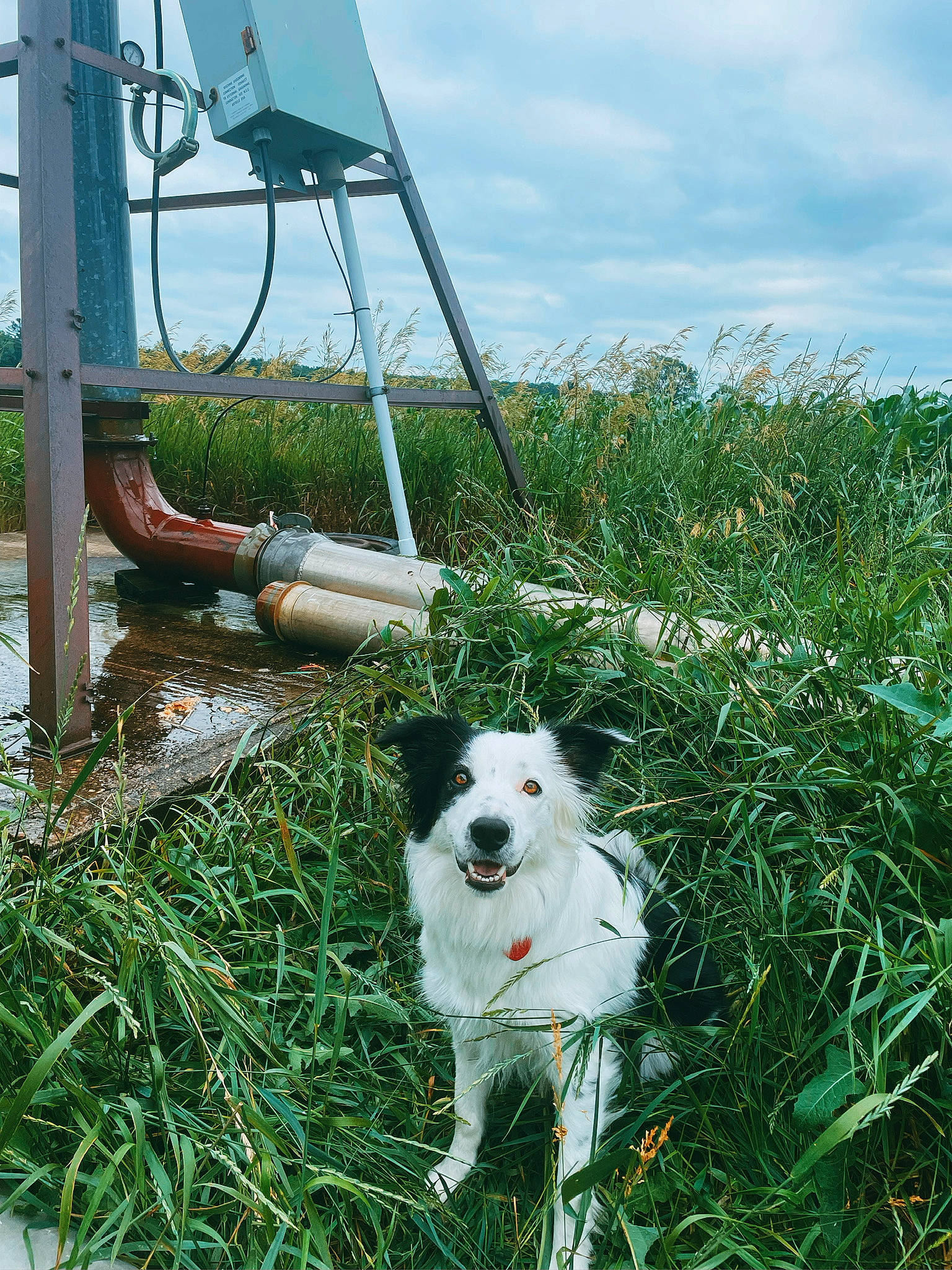 Cardi is registered to the contest to win money with this photo: canidae, carnivore, cloud, collar, companion_dog, dog, dog_breed, dog_collar, grass, grassland, herding_dog, human_leg, livestock_guardian_dog, pasture, plant, recreation, sky, sporting_group, working_animal, working_dog