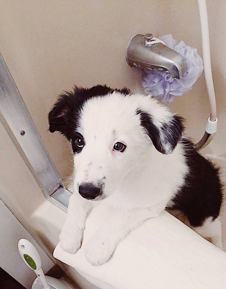 Cardi is registered to the contest to win money with this photo: american_eskimo_dog, ball, canidae, carnivore, comfort, companion_dog, dog, dog_breed, fawn, fur, happy, paw, snout, sporting_group, tail, terrestrial_animal, toy_dog, volpino_italiano, whiskers, working_animal