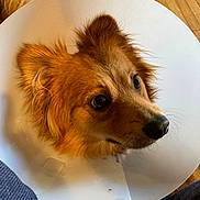 Barkley is registered to the contest to win money with this photo: animal, close_up, collar, companion, cone, cute, dog, domestic_animal, ears, fur, indoor, looking_away, pet, protective_collar, reddish_brown, snout, soft_light, veterinary, whiskers, wooden_floor