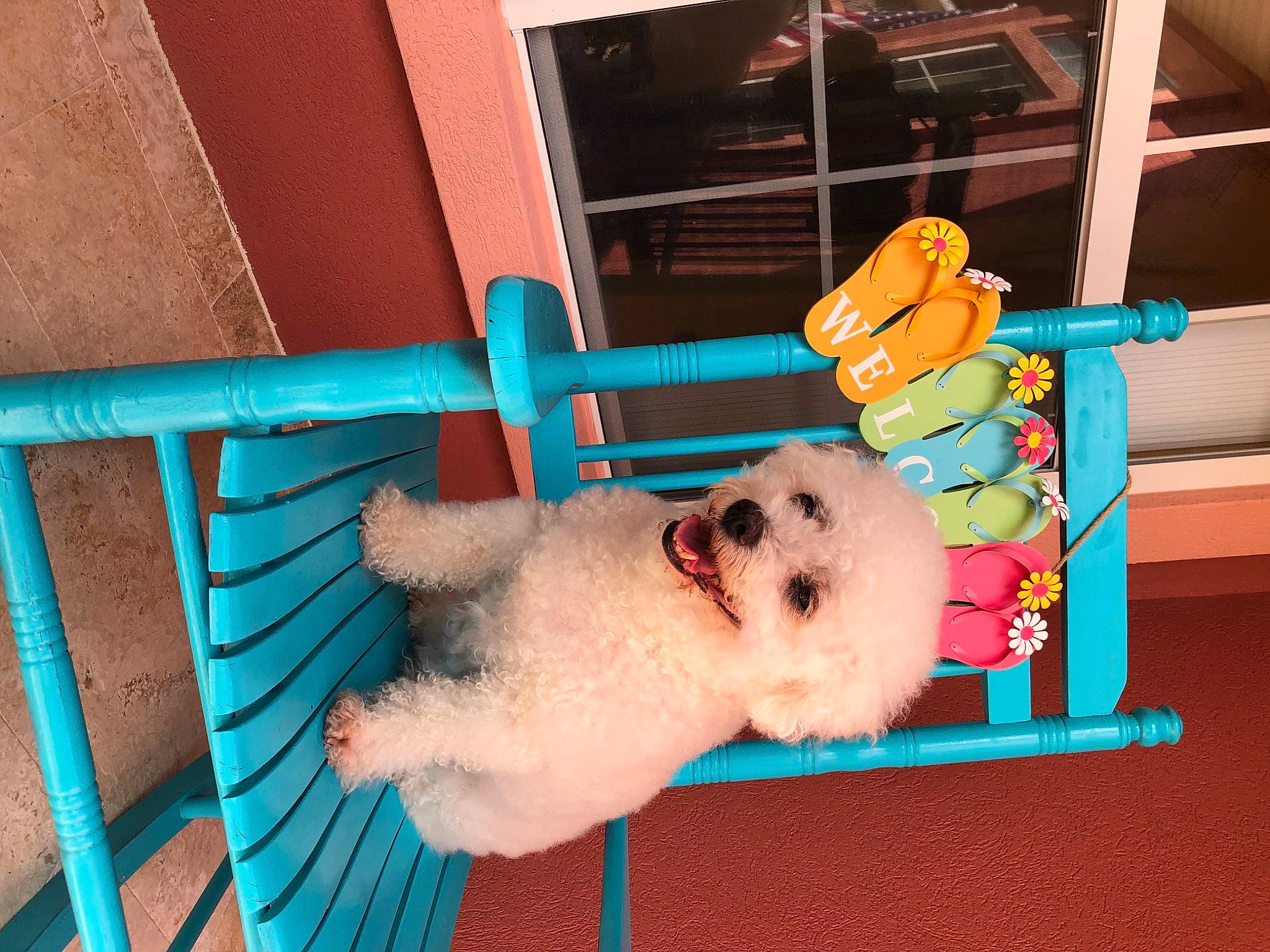 Chance joined the competition — help win amazing prizes! baby_toys, bichon, blue, canidae, carnivore, companion_dog, dog, dog_breed, fur, non_sporting_group, pet_supply, puppy, snout, stuffed_toy, toy, toy_dog
