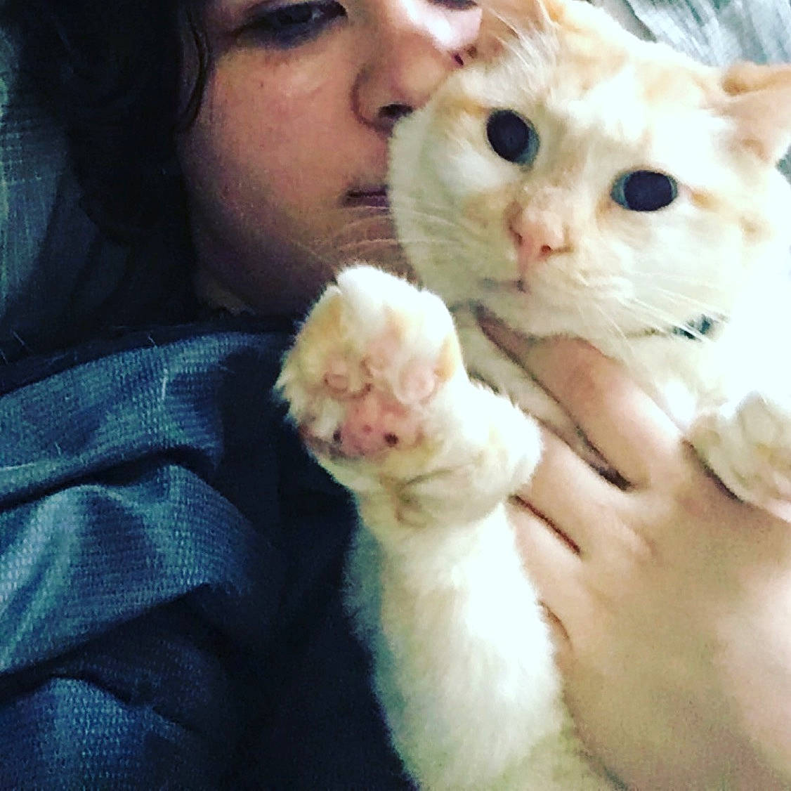 Six is registered to the contest to win money with this photo: american_curl, carnivore, cat, claw, cornish_rex, devon_rex, fawn, felidae, fur, german_rex, khao_manee, kitten, nose, person, polydactyl_cat, small_to_medium_sized_cats, turkish_angora, turkish_van, whiskers