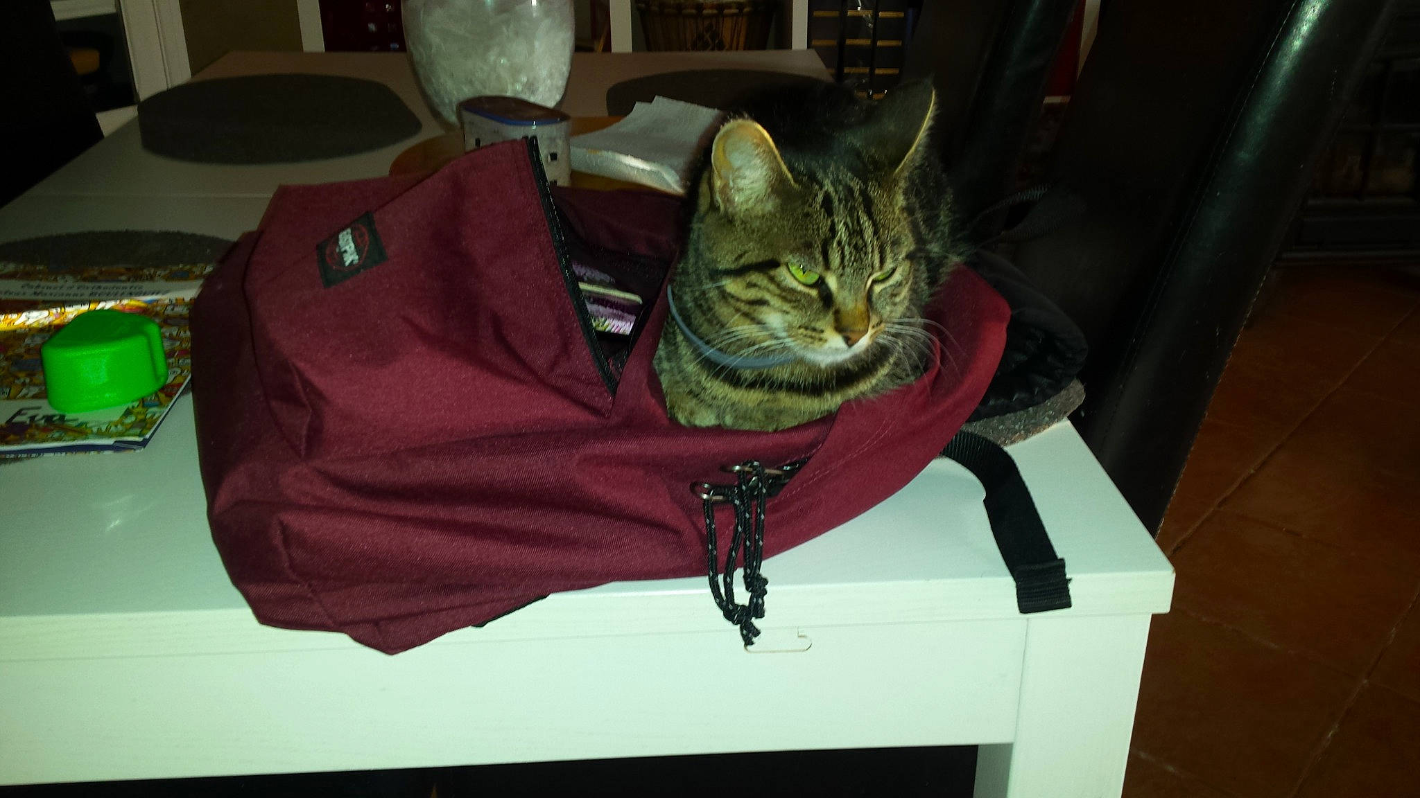 Choupette participe au concours pour gagner de l'argent avec cette photo : american_shorthair, asian, baggage, carnivore, cat, domestic_short_haired_cat, european_shorthair, felidae, small_to_medium_sized_cats, tabby_cat, whiskers