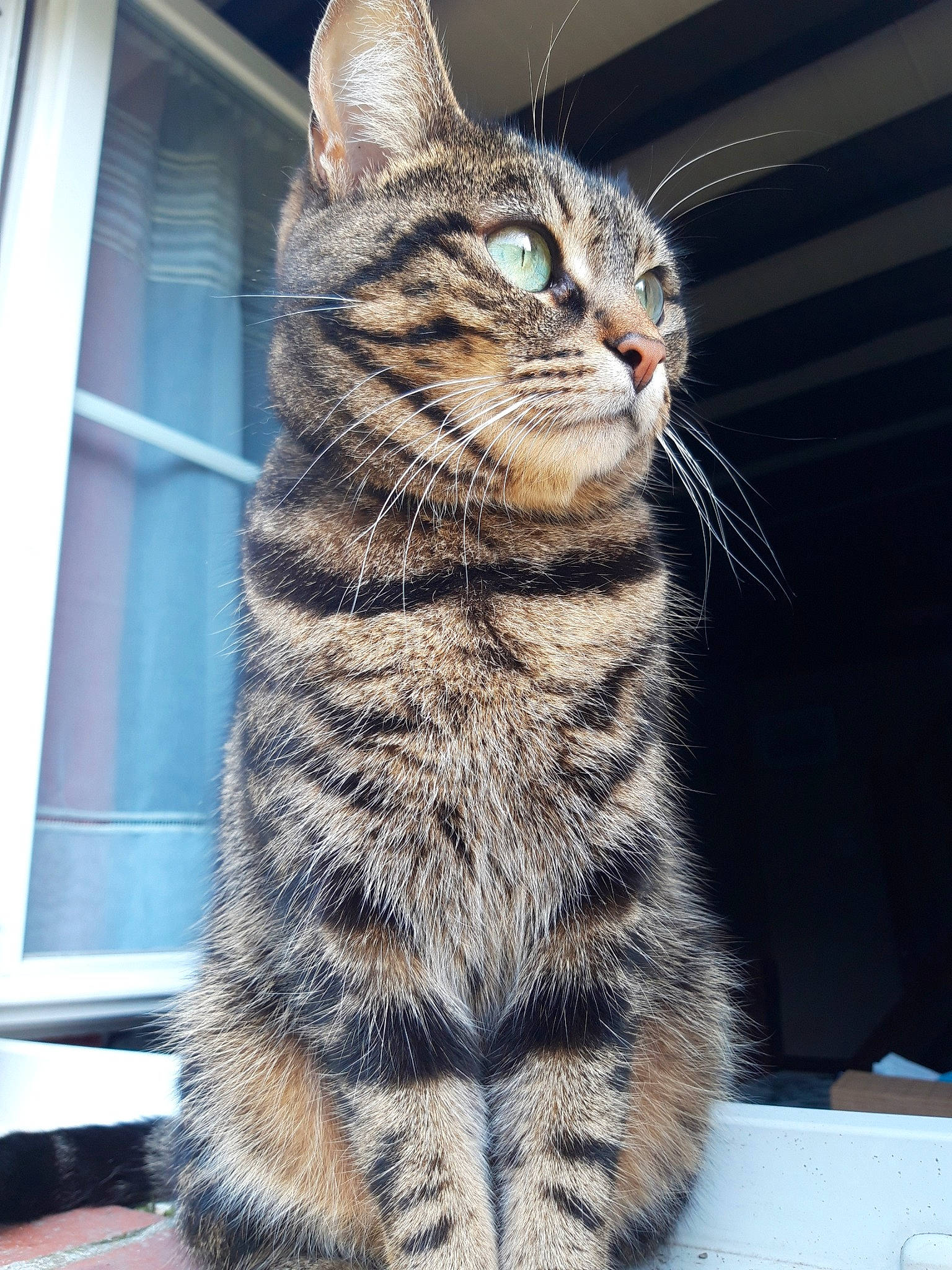 Choupette participe au concours pour gagner de l'argent avec cette photo : american_bobtail, american_shorthair, american_wirehair, asian, california_spangled, carnivore, cat, domestic_short_haired_cat, dragon_li, european_shorthair, felidae, fur, mammal, pixie_bob, small_to_medium_sized_cats, snout, tabby_cat, vertebrate, whiskers, wild_cat