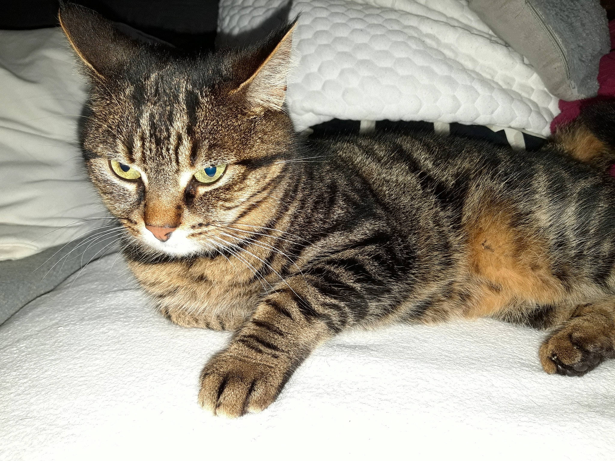 Choupette a rejoint le concours — aidez-le/la à gagner de superbes lots ! american_bobtail, american_shorthair, american_wirehair, asian, california_spangled, carnivore, cat, domestic_short_haired_cat, dragon_li, european_shorthair, felidae, fur, kitten, mammal, pixie_bob, small_to_medium_sized_cats, tabby_cat, toyger, vertebrate, whiskers