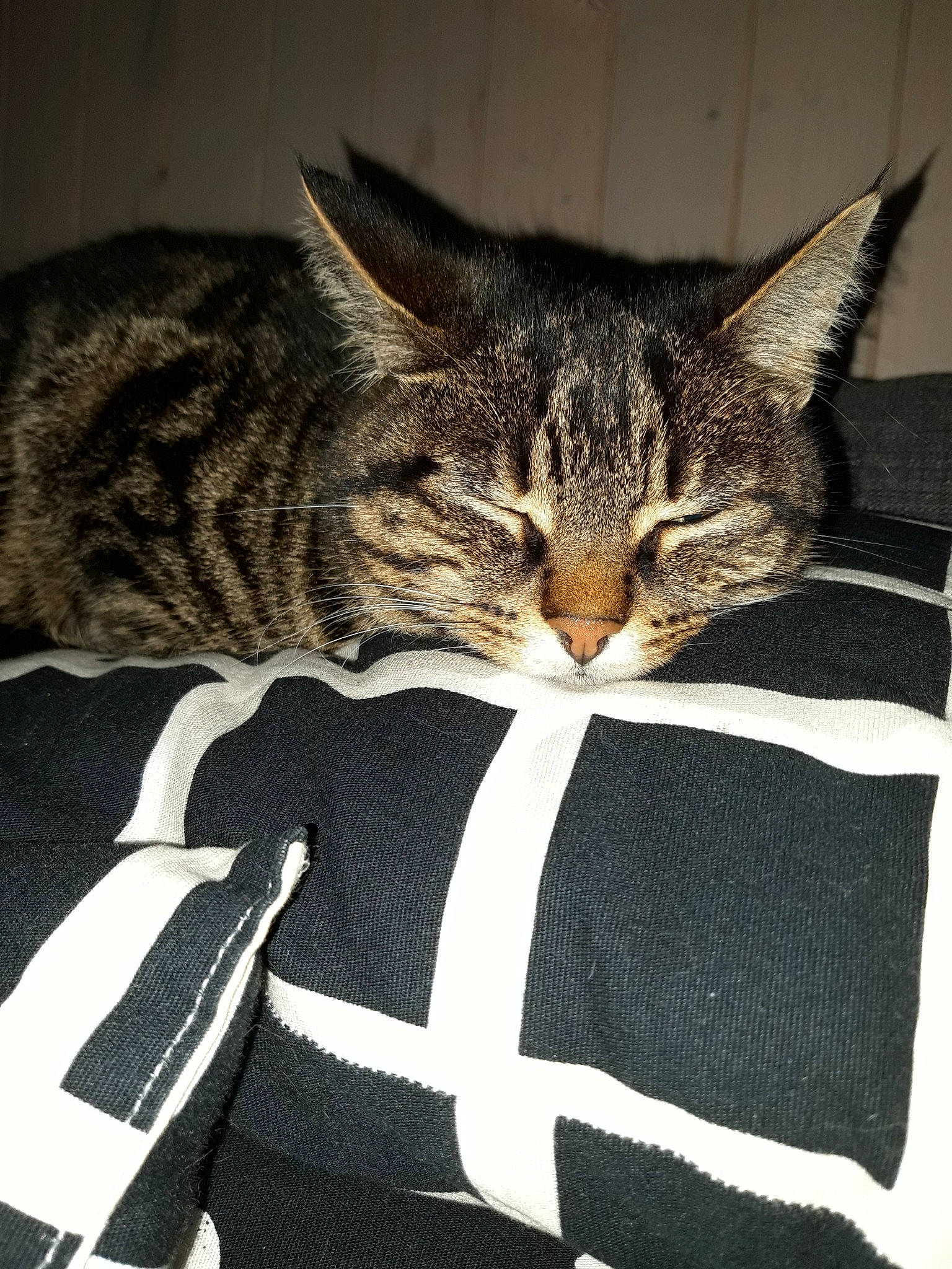 Choupette participe au concours pour gagner de l'argent avec cette photo : american_shorthair, asian, california_spangled, carnivore, cat, domestic_short_haired_cat, dragon_li, european_shorthair, felidae, fur, kitten, small_to_medium_sized_cats, tabby_cat, tail, whiskers