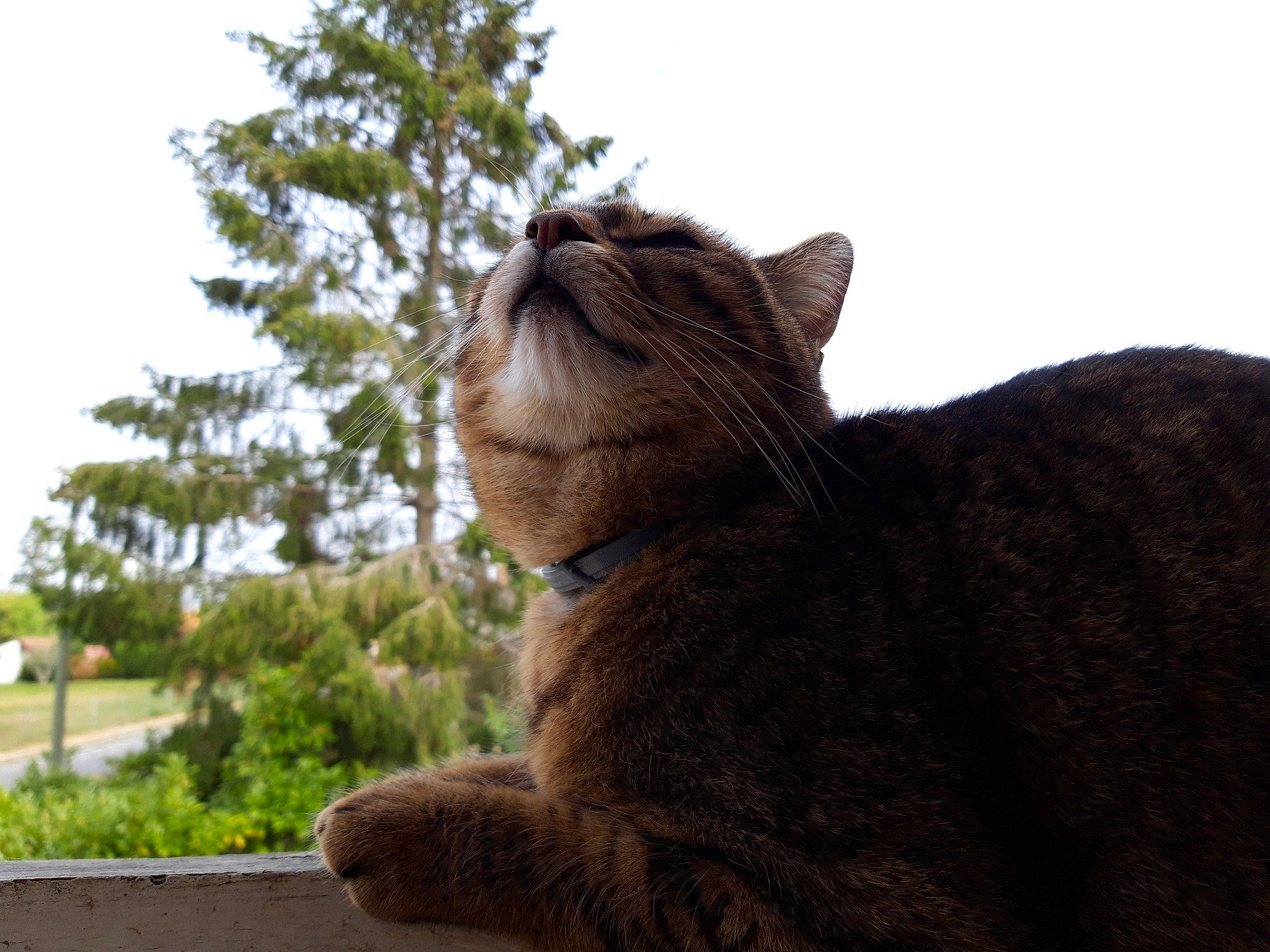 Boo a rejoint le concours — aidez-le/la à gagner de superbes lots ! asian, carnivore, cat, domestic_short_haired_cat, ear, european_shorthair, fawn, felidae, fur, german_rex, mammal, small_to_medium_sized_cats, snout, tail, whiskers