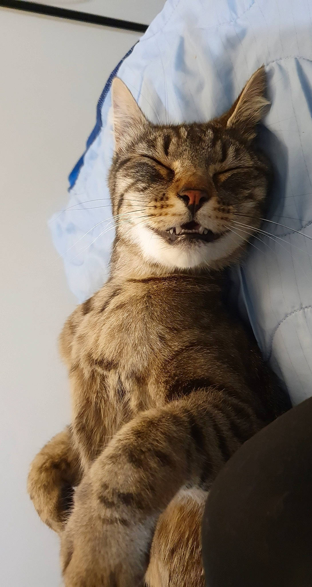 Sleepy participe au concours pour gagner de l'argent avec cette photo : carnivore, cat, claw, comfort, domestic_short_haired_cat, fawn, felidae, fur, paw, small_to_medium_sized_cats, snout, tail, terrestrial_animal, tree, whiskers, wildlife