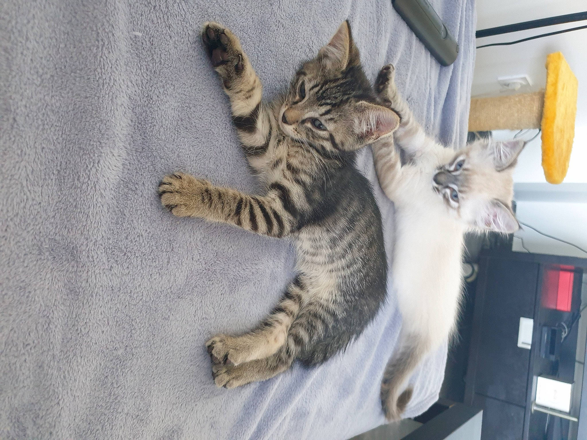 Sleepy participe au concours pour gagner de l'argent avec cette photo : carnivore, cat, claw, comfort, domestic_short_haired_cat, felidae, fur, nap, paw, small_to_medium_sized_cats, snout, tail, whiskers