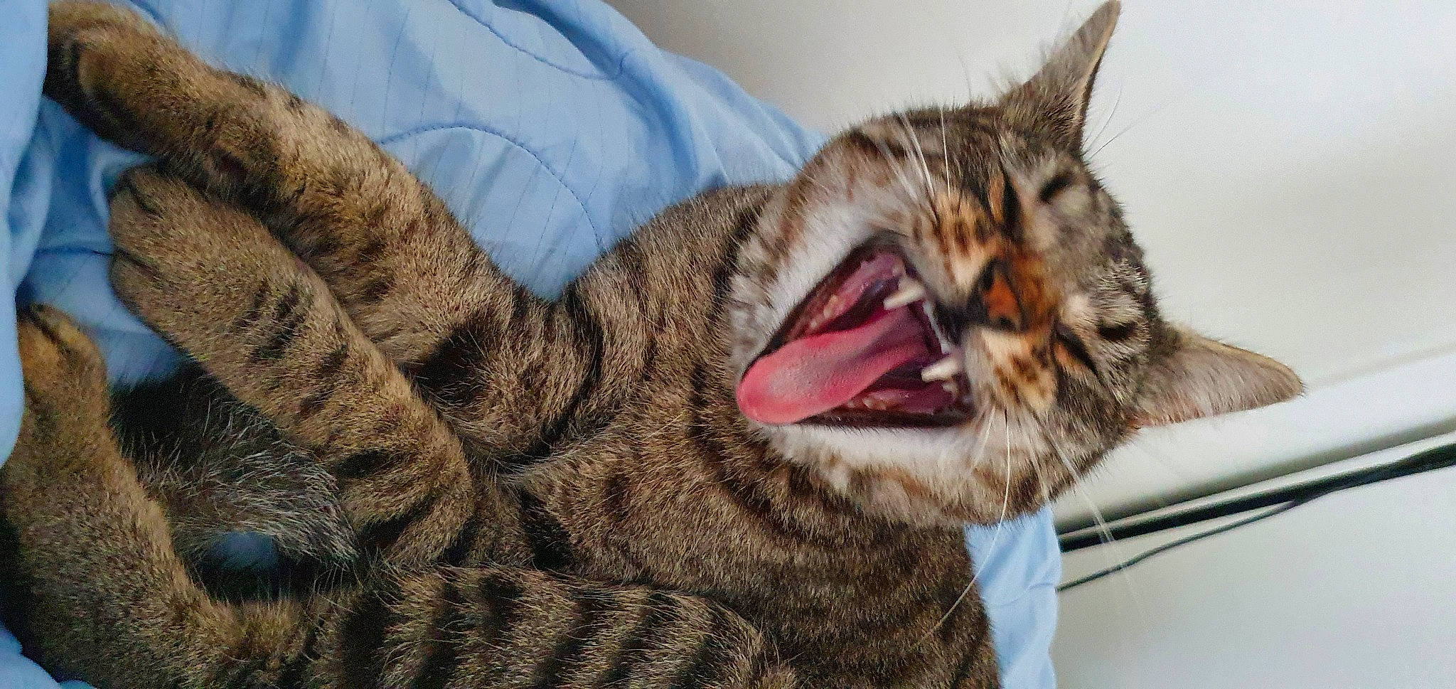 Sleepy participe au concours pour gagner de l'argent avec cette photo : carnivore, cat, claw, close_up, comfort, domestic_short_haired_cat, eye, fang, felidae, fur, nap, paw, sleep, small_to_medium_sized_cats, snout, terrestrial_animal, tooth, whiskers, window, yawn