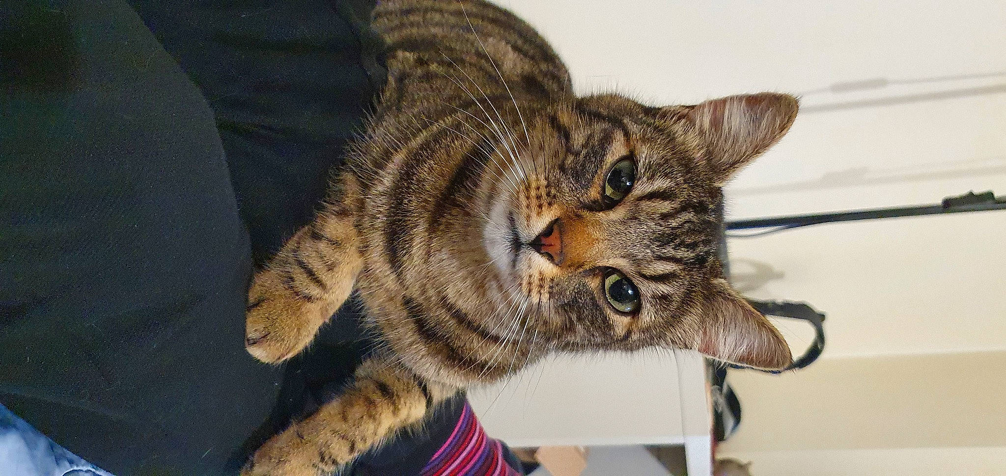 Sleepy a rejoint le concours — aidez-le/la à gagner de superbes lots ! carnivore, cat, claw, domestic_short_haired_cat, ear, eye, felidae, fur, hair, paw, small_to_medium_sized_cats, snout, terrestrial_animal, whiskers, wildlife