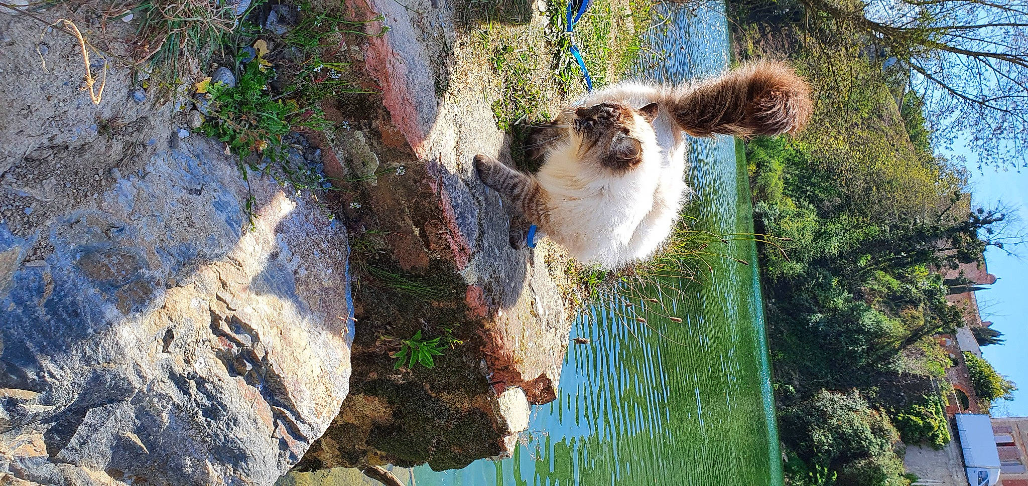 Miaouss a rejoint le concours — aidez-le/la à gagner de superbes lots ! bedrock, carnivore, companion_dog, dog_breed, eye, fawn, felidae, grass, leaf, palm_tree, plant, small_to_medium_sized_cats, tail, terrestrial_animal, tree, trunk, water, whiskers, window, wood