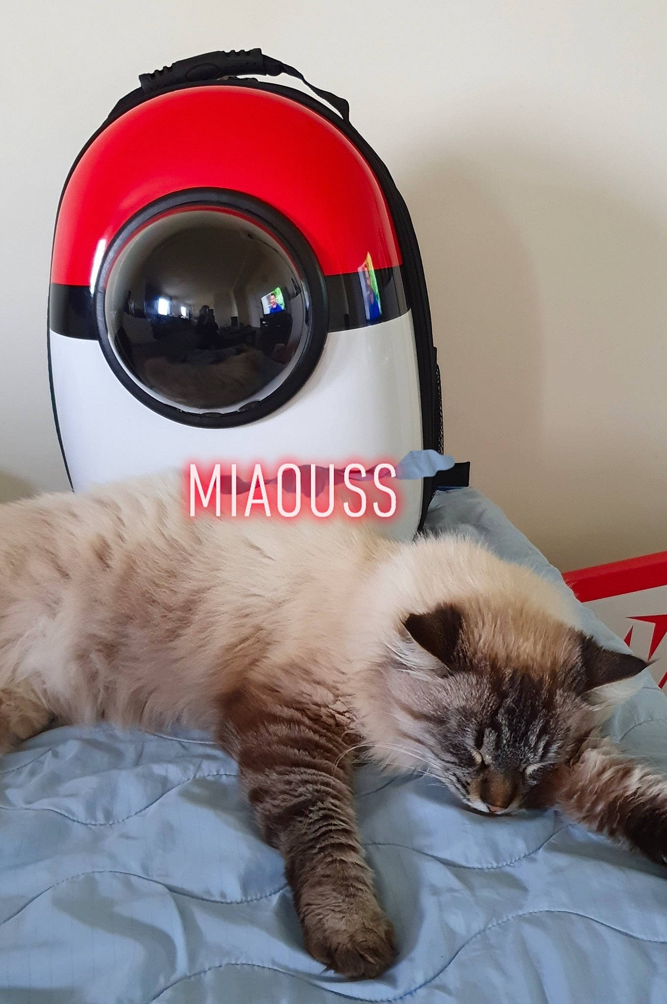 Miaouss participe au concours pour gagner de l'argent avec cette photo : audio_equipment, bed, carnivore, cat, cat_supply, claw, comfort, door, eyewear, fawn, felidae, fur, gadget, paw, personal_protective_equipment, pet_supply, small_to_medium_sized_cats, snout, tail, whiskers