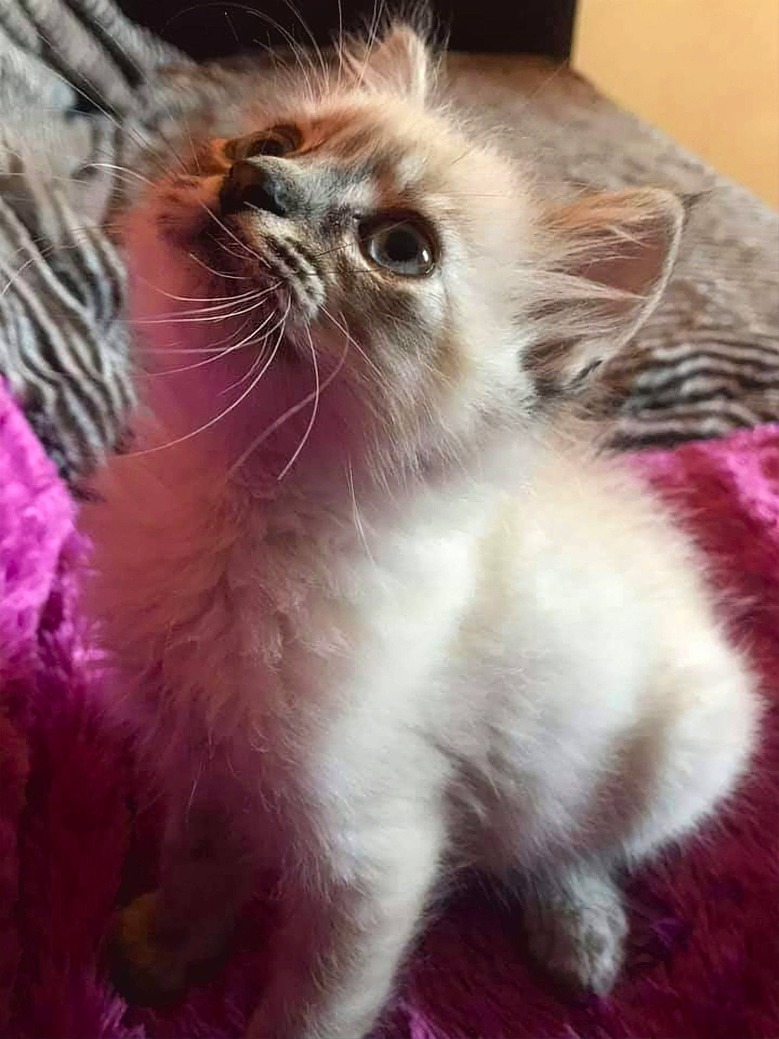 Miaouss a rejoint le concours — aidez-le/la à gagner de superbes lots ! british_longhair, carnivore, cat, claw, close_up, fawn, felidae, fur, iris, paw, photo_caption, plant, ragdoll, small_to_medium_sized_cats, snout, tail, terrestrial_animal, whiskers, wildlife, window