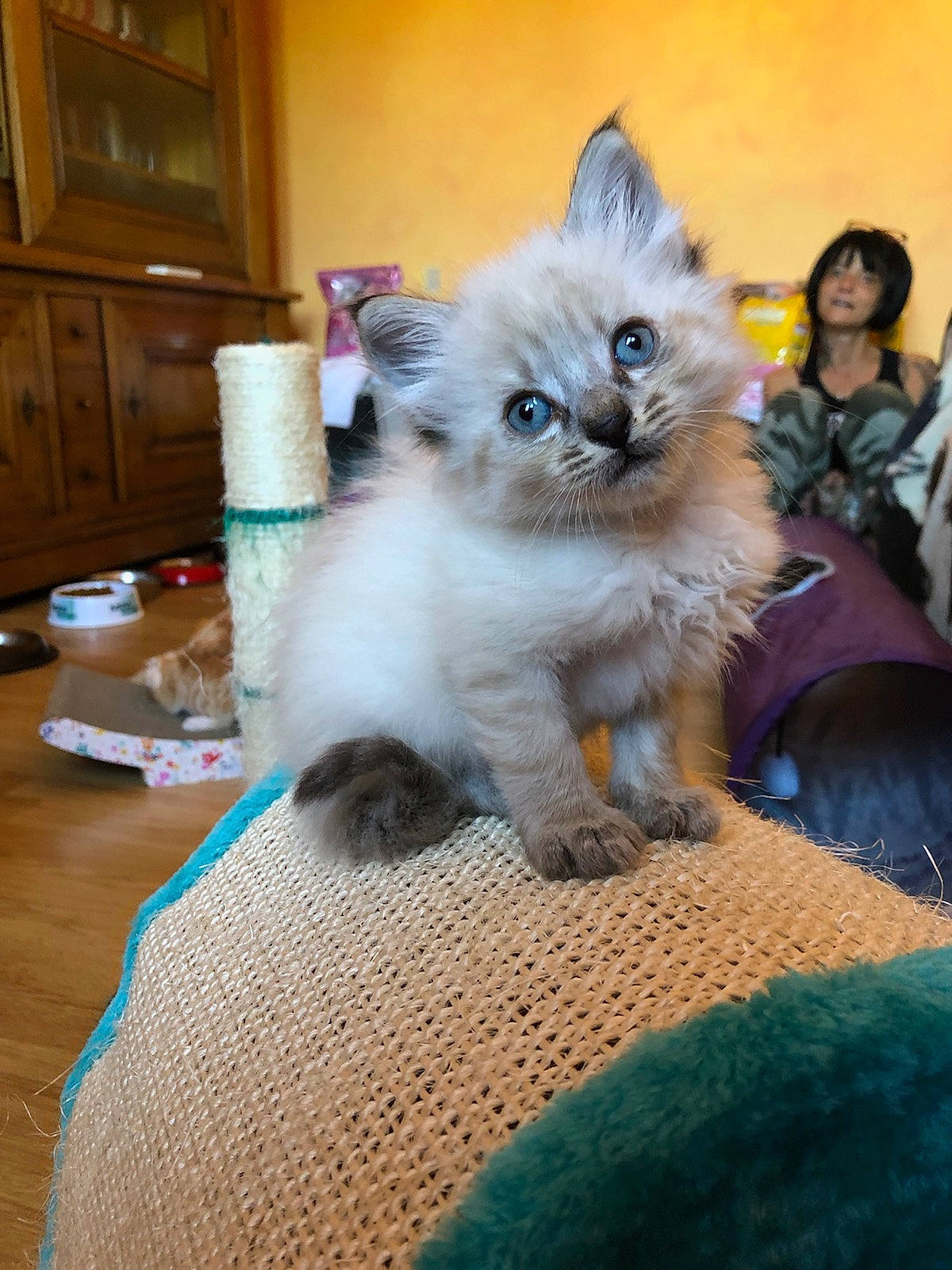 Miaouss participe au concours pour gagner de l'argent avec cette photo : cabinetry, carnivore, cat, chest_of_drawers, companion_dog, cupboard, door, eye, fawn, felidae, flooring, hardwood, iris, plant, ragdoll, small_to_medium_sized_cats, snout, tail, whiskers, wood