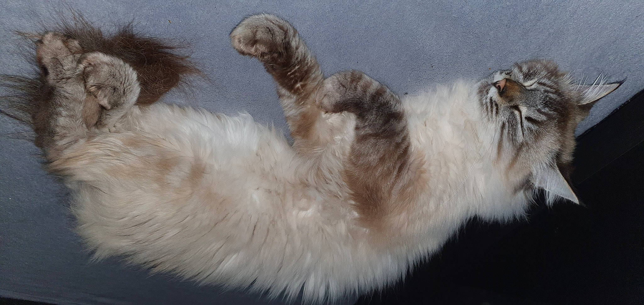 Miaouss participe au concours pour gagner de l'argent avec cette photo : carnivore, cat, claw, fawn, felidae, freezing, fur, gesture, nap, paw, persian, small_to_medium_sized_cats, snout, tail, terrestrial_animal, whiskers, wildlife