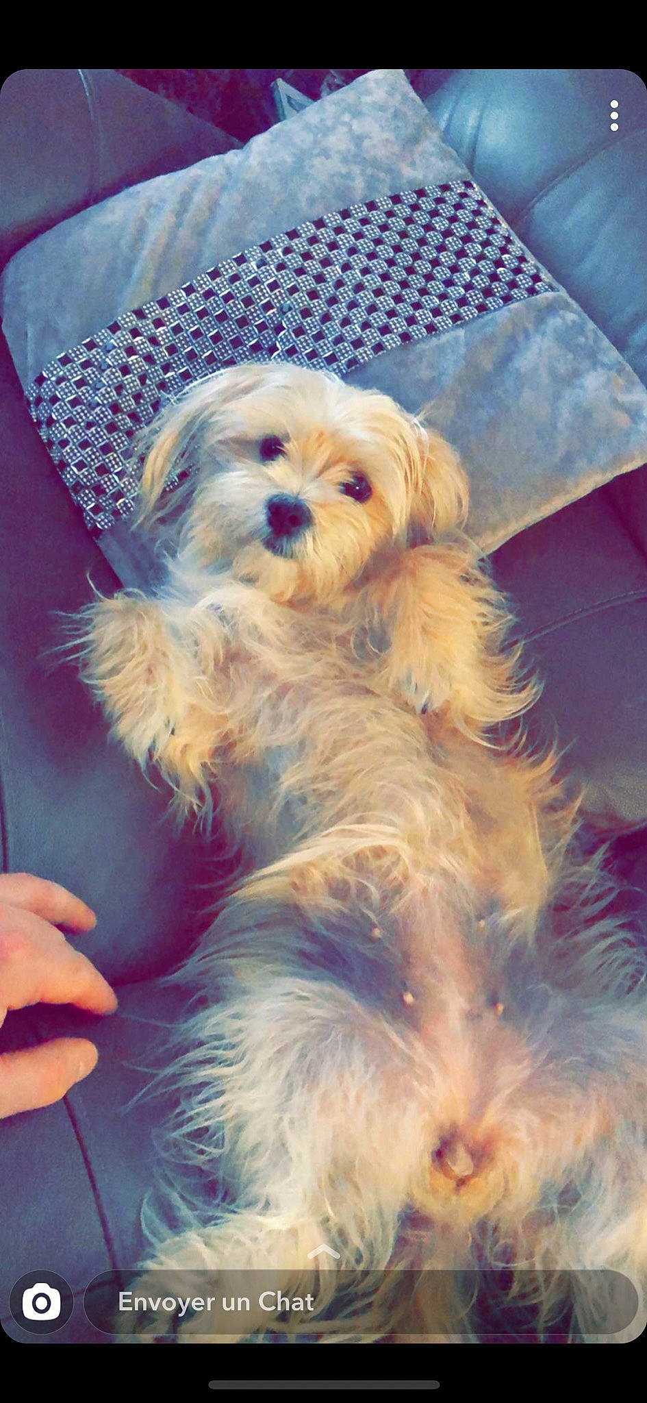 Fidji a rejoint le concours — aidez-le/la à gagner de superbes lots ! canidae, carnivore, companion_dog, couch, dog, dog_breed, dog_clothes, dog_supply, fawn, fur, maltepoo, nail, non_sporting_group, pet_supply, puppy, small_terrier, snout, toy_dog, working_animal, yorkipoo