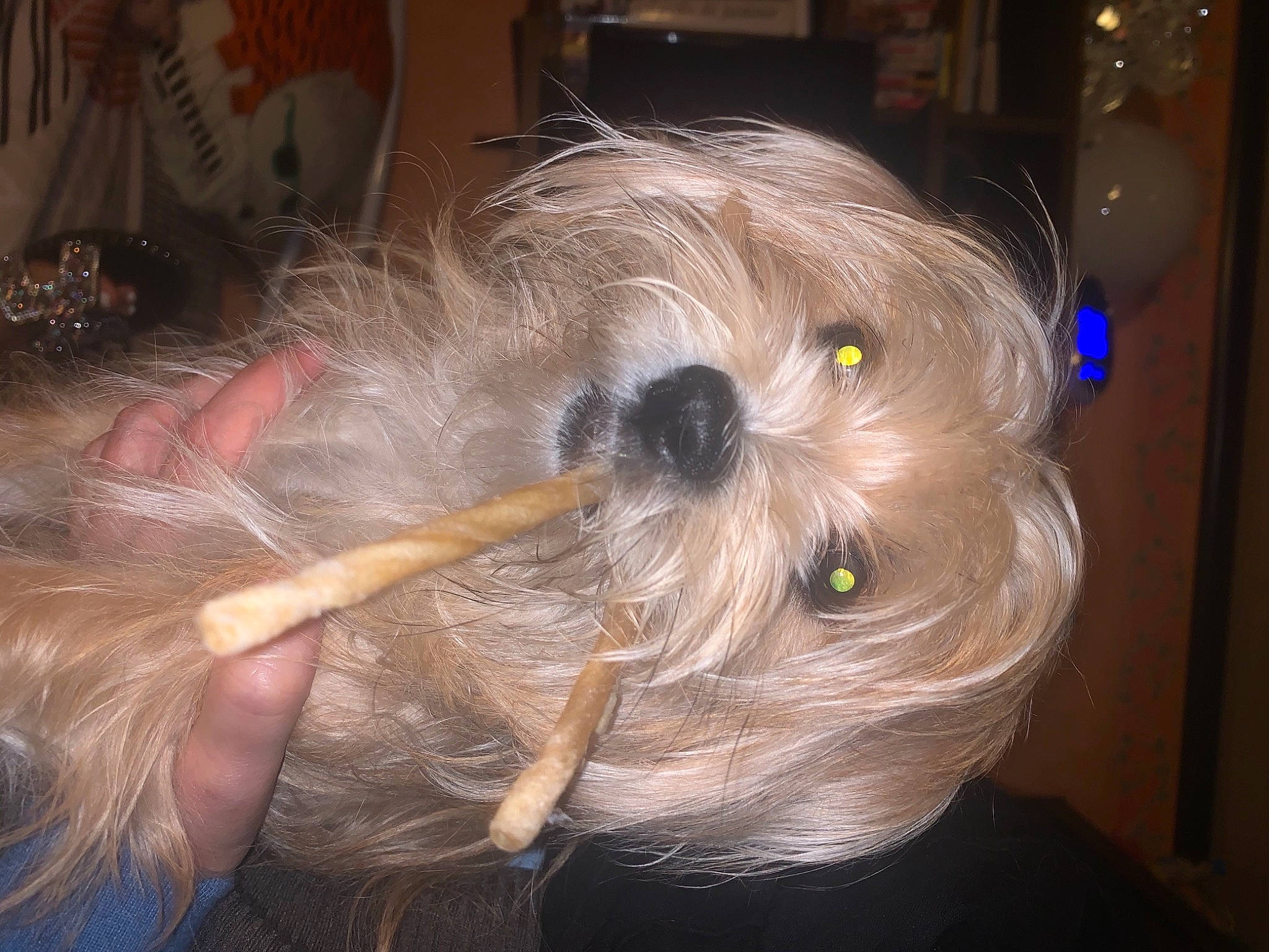 Fidji a rejoint le concours — aidez-le/la à gagner de superbes lots ! blond, canidae, carnivore, companion_dog, dog, dog_breed, dog_clothes, dog_supply, fawn, fur, morkie, nail, non_sporting_group, pet_supply, puppy, small_terrier, snout, terrier, toy_dog, working_animal