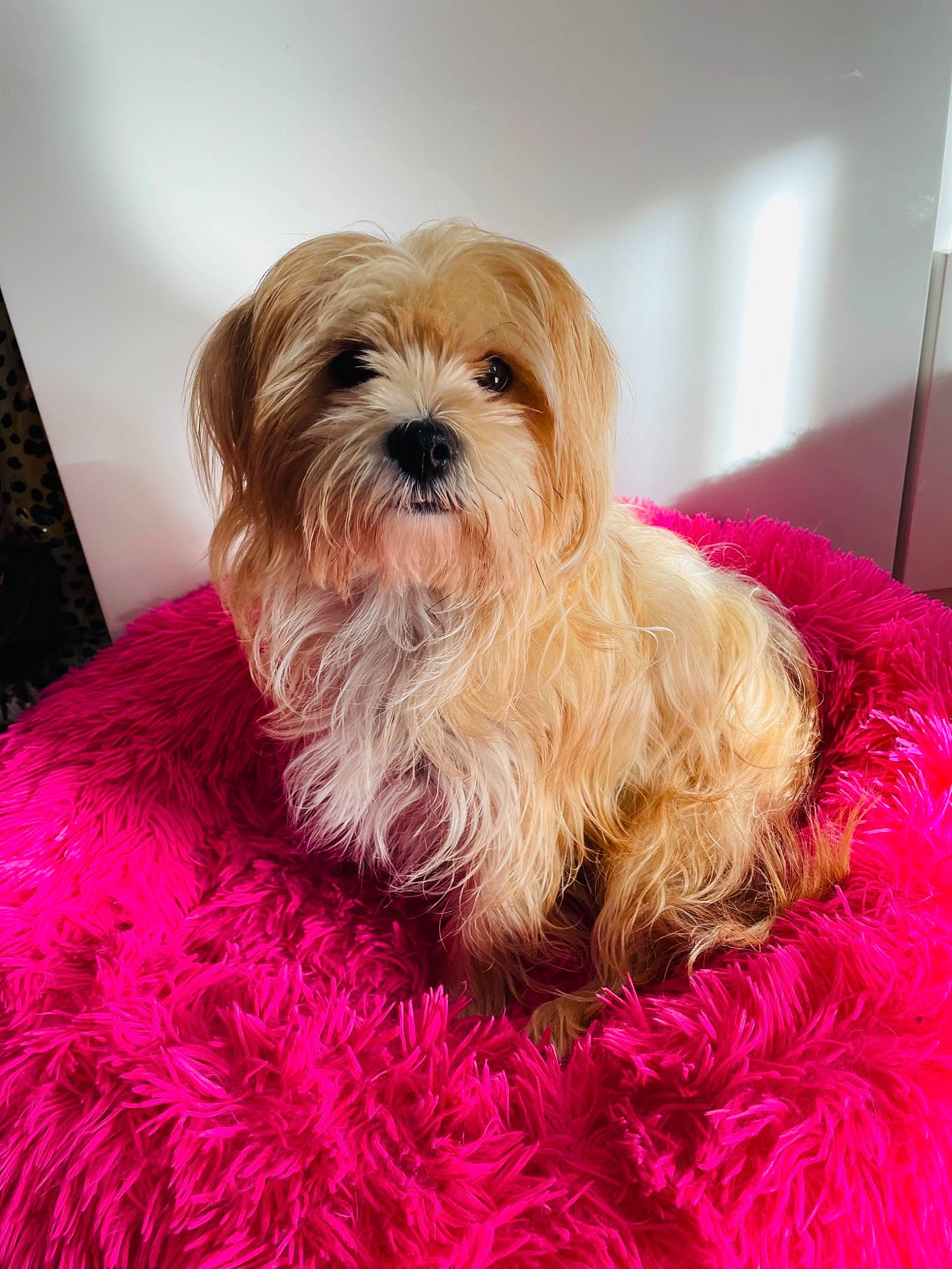 Fidji a rejoint le concours — aidez-le/la à gagner de superbes lots ! carnivore, companion_dog, dog, dog_breed, dog_clothes, dog_supply, fawn, fur, liver, magenta, natural_material, pet_supply, pink, puppy, small_terrier, snout, terrier, textile, toy_dog, working_animal