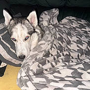 Milo joined the competition — help win amazing prizes! dog, husky, blanket, pillow, couch, indoor, pet, animal, resting, cozy, sleepy, fur, face, ears, comfort, home, cute, eyes, snuggled, relaxation