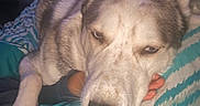Milo is registered to the contest to win money with this photo: animal, bed, blanket, blue, comfort, cozy, dog, ear, face, fur, human_hand, husky, indoor, pattern, paw, pet, relaxed, resting, sleepy, snout