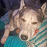 Milo is registered to the contest to win money with this photo: dog, husky, pet, animal, bed, blanket, resting, indoor, cozy, fur, paw, face, ear, snout, sleepy, comfort, human_hand, blue, pattern, relaxed