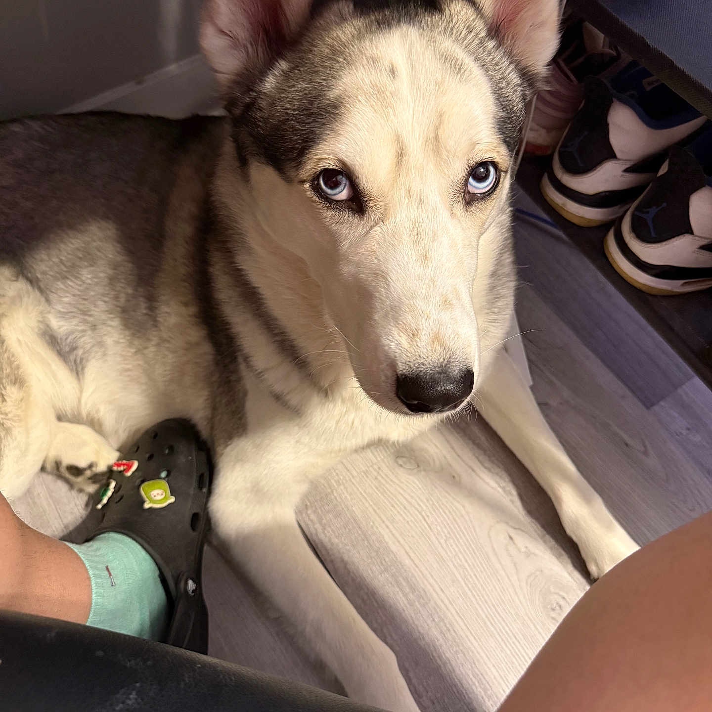 Milo joined the competition — help win amazing prizes! husky, dog, blue_eyes, indoor, floor, person, footwear, croc, sock, shoe_shelf, sneakers, light_and_shadow, pet, animal, resting, looking_up, wooden_floor, casual, companion, domestic