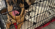 Mia joined the competition — help win amazing prizes! animal, canine, companion, crate, cute, dog, flooring, food_bowl, fur, german_shepherd, home, husky, indoor, metal_bars, paw, pet, pet_bed, playful, resting, tongue