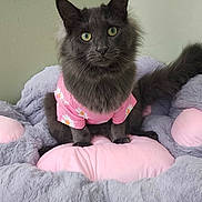 Pesa joined the competition — help win amazing prizes! cat, gray_cat, pet, furry, pink_shirt, daisies, plush_bed, soft_texture, indoor, curious, green_eyes, animal, cute, cozy, carpet, wall, sitting, portrait, domestic_cat, feline