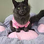cat, gray_cat, pet, furry, pink_shirt, daisies, plush_bed, soft_texture, indoor, curious, green_eyes, animal, cute, cozy, carpet, wall, sitting, portrait, domestic_cat, feline