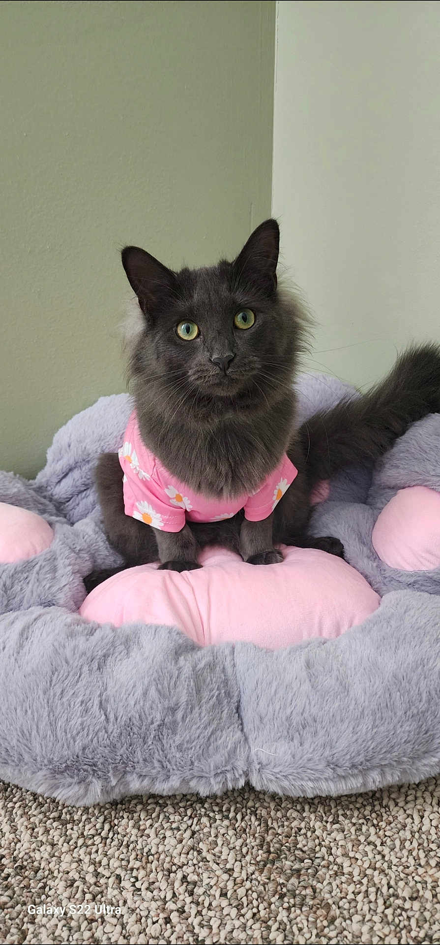 Pesa joined the competition — help win amazing prizes! cat, gray_cat, pet, furry, pink_shirt, daisies, plush_bed, soft_texture, indoor, curious, green_eyes, animal, cute, cozy, carpet, wall, sitting, portrait, domestic_cat, feline