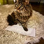 cat, tabby, fluffy, fur, whiskers, envelope, paw, rug, shaggy, cream, indoor, wooden_floor, pet, animal, curious, sitting, closeup, domestic_cat, feline, soft_lighting
